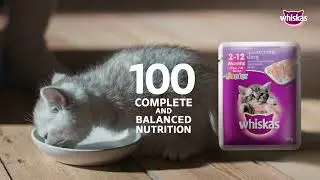 Curious kitten dives into delicious Whiskas&reg; Junior.