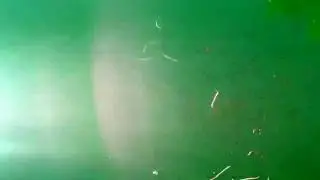 Feeding Fish at Shadow Cliffs Lake