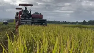 Anihan na | Kinamatisang Karneng Baboy