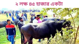 ২ লক্ষ ৪৫ হাজার একটা || বিশাল বিশাল মহিষ বিক্রি হয়েছে || buffalo market in Bangladesh 