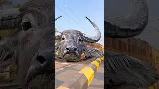 Indian Buffalu ￼intercity express train #train #shortsfeed ￼