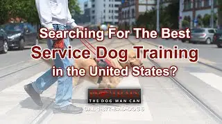 Finding the Best Service Dog Training in the US