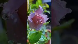 Flowers For Summer Season!!😍🌹🌺🌹#shorts #youtubeshorts #garden
