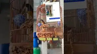 Cấp cứu chim co giật cho h&agrave;ng x&oacute;m