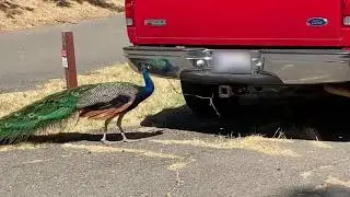 A peacock wages a losing battle at Lake Solano County Park in Winters, Calif.