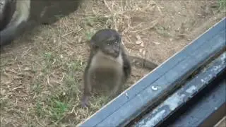 Baby Diana Guenon Monkey 6-22-2016