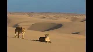 Lions of the Skeleton Coast - Trailer 2024
