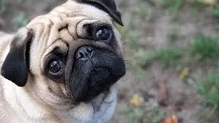 TURBO PUG 2015 MLG MONTAGE