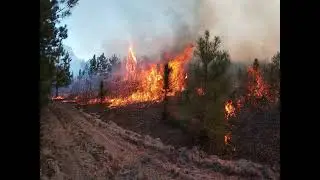 Longleaf Pine Burning on Private Lands
