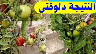 شتلات الطماطم بعد الفترة دي… النتيجة مفاجأة 🌱