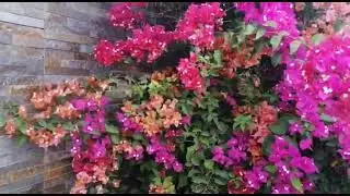 The Most Beautiful Bougainvillea flowers