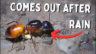 It's Monsoon Season! Bugs EVERYWHERE!!