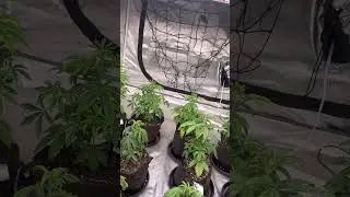 Компания Growing Bay Area seed co genetics предлагает кислые и прорастающие семена сорта Acapulco...