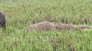 Instrumen Gending jawi palaran alam semesta d pedesaan