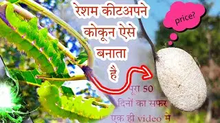 रेशम किट  से कोकुन कैसे बनाता है | resham kit palan in hindi |silk  | #myshortblog | #sericulture