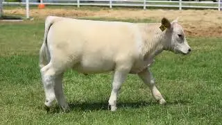 Central Texas : TAG 137E