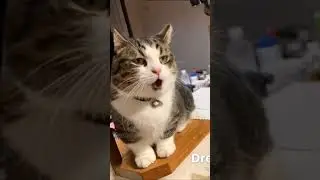 #Johnny B. Goode #Coldplay #cat #猫のいる暮らし #歌 #catvideos
