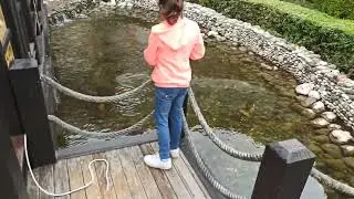 Турция, отель, covid, скукотища... гоняемся за кошками.....T&uuml;rkiye, hotel(5)