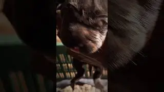 Cane Corso puppy 😱 #alphathedogo #canecorso #cane #shorts #dogoargentino #pets #animals