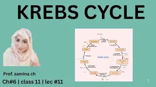 Krebs Cycle Explained | Steps, Products & Importance | FSc Biology Class 11 | Easy explanation 