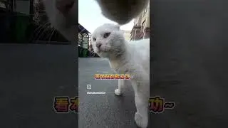 Ultimate Cat Fight!! 😂🤣 #cat #animals #funny #viral