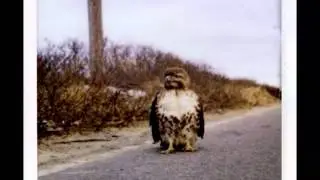 Libyans - Paralyzed