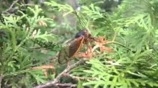 Cicada in New Jersey 2013