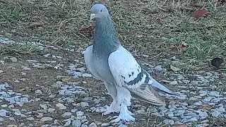 #oyunkuşu #g&uuml;vercin #taklacı #pigeon #colonelkkjϟ 