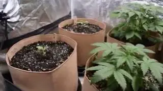 db003's - PPP auto grow in super soil - 2x4 growlab gl80l tent - 600w MH/HPS video #3