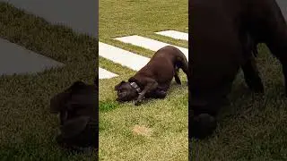Лабрадор Рокки! #funny#2024 #dog