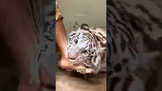 White Tiger 🐯 vs Orange Tiger 🐅