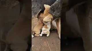 dog#cuttackvlog #odiareels #happy #comedy #viral #trending