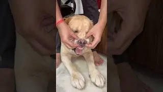 Girrrrrrrr!! 😆 | Sourshy Shorts | #shorts #dog #cute #adorable #lovable