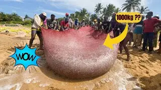 Unbelievable! 😱 Fishermen Haul a Massive 1000KG Fish Catch &ndash; Must See Their Hard Work!