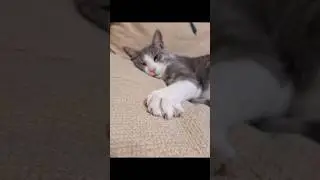 What about your boss? #funnycatshorts#bossjokes#shortsvideo#sillycatmoments#catsofyoutube