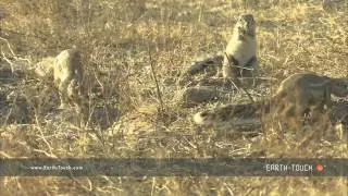 Arid Africa: Animals of the stony desert