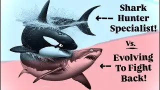 Orcas Vs Sharks: The Ocean&rsquo;s Greatest Rivalry Is Changing!