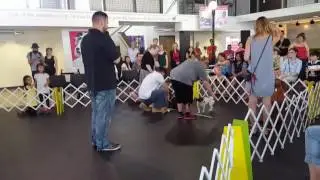 K9 games at Pawsway
