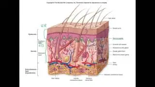 Integumentary System part 1