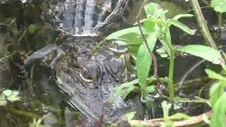 Alligator on the hunt for that watersnake that he had just spotted in The Villages, Florida