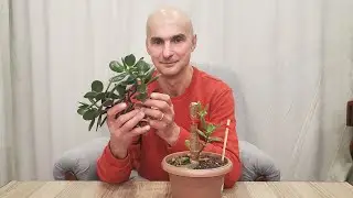 Зимнее укоренение черенков Крассулы | Как вырастить идеальные саженцы из непригодных веток | 玉树