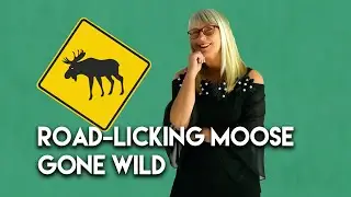 Road-Licking Moose Gone Wild