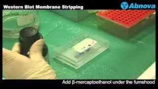 Western Blot Membrane Stripping