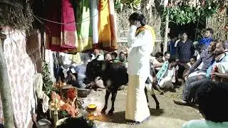 Rompivalasa Village,Nasara Rajarao Gavu sambaram (2020) s/o Nasara Dalaiah 🙌🙏 (KAKI KRISHNA)