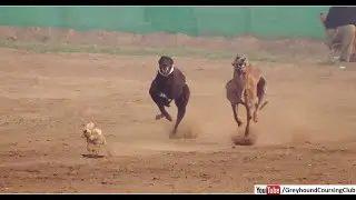 track race 2023 | greyhound dog race in pakistan