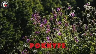 Cippi Chiara & Pino Riccio - Pokhyfe [Down Beat, Trip Hop]