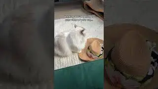 Long haired cat problems 🫣 #ragdoll #catlover #cat