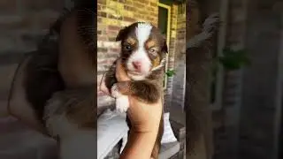 Adorable Australian Shepherd Puppy with Striking Blue Eyes#AustralianShepherd #PuppyLove