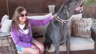 Giant George: The Tallest Dog in the World