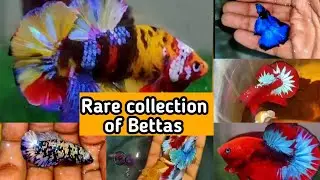Unboxing video Delayed |  Exotic bettas arrived @rebelpets5121| what happened after unboxing 